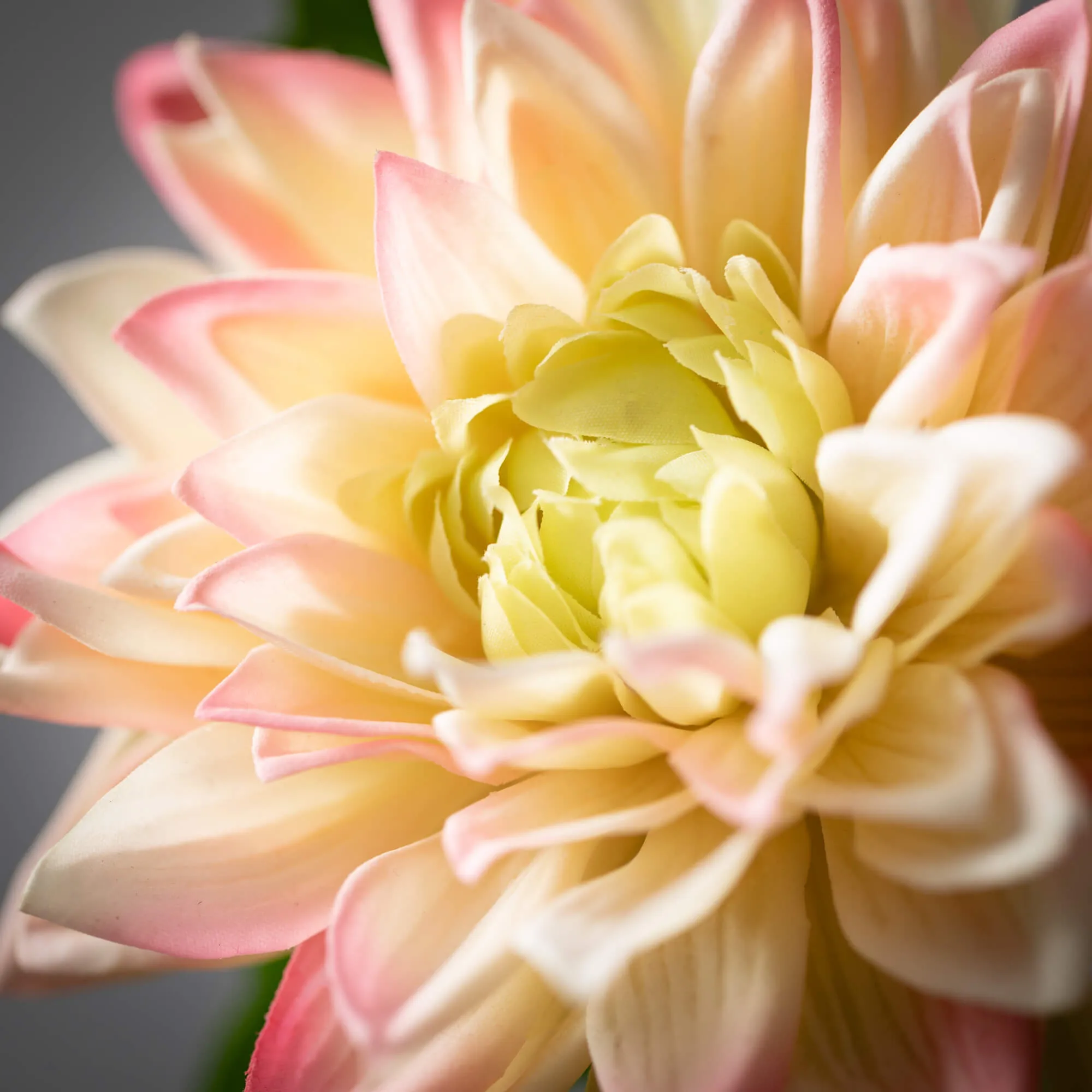 Freshcut Light Peach Dahlia S